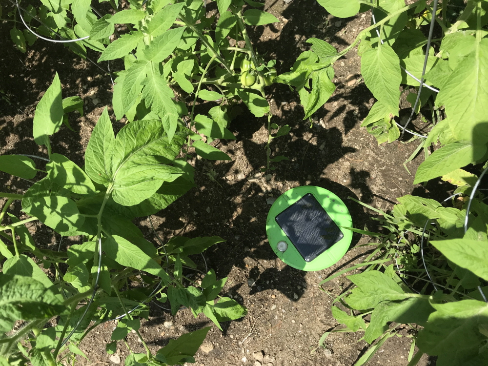 텃밭의 룸바를 노린다