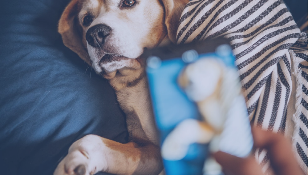 애완동물 케어 수의사·고객을 위한 모바일앱 ‘디지테일’