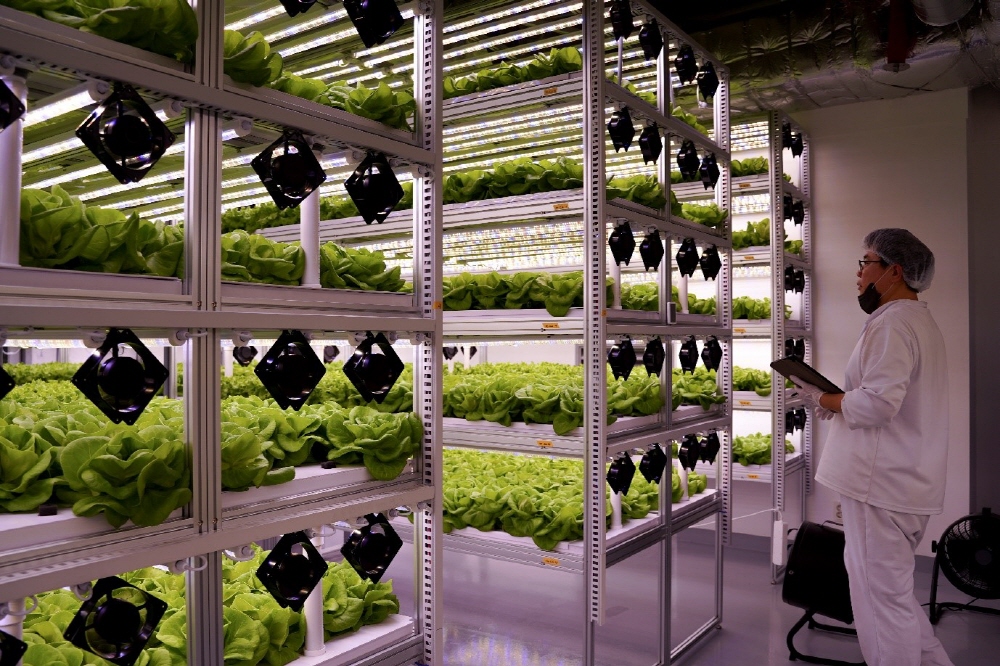 [AI서머리] 팜스태프, 청라 실내 수직농장 첫 수확‧아이쉐어링, 설 연휴 역귀성 부모님 위치 확인 서비스 제공